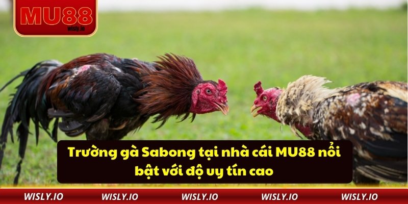 Trường gà Sabong tại nhà cái MU88 nổi bật với độ uy tín cao